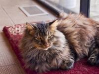 Hermes on his mat in dining room  P202155